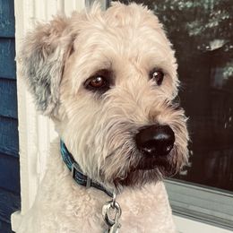 Soft Coated Wheaten Terrier puppies from Wagging Wheatens