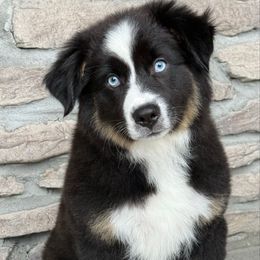 Mia - Black tri female Miniature Australian Shepherd puppy in Cunningham, Tennessee from Copper Creek Aussies