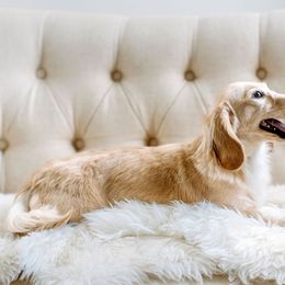 Dachshund Puppies from English Cream Dachshunds