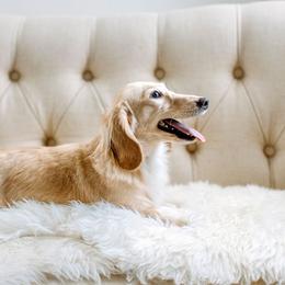 Dachshund Puppies from English Cream Dachshunds