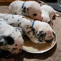 Dalmatian Puppies from Spotty Bottom Dalmatians