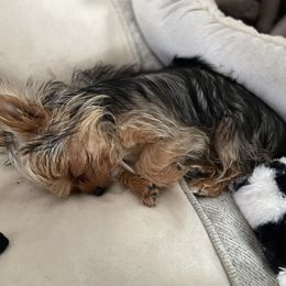 Pomeranian and Yorkshire Terrier Puppies from Mystic Sun Pomeranians