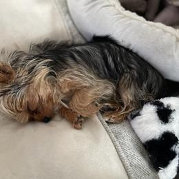 Pomeranian and Yorkshire Terrier Puppies from Mystic Sun Pomeranians