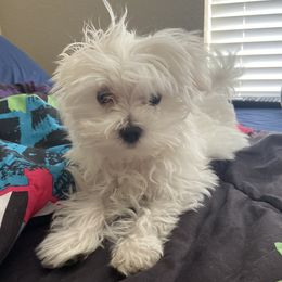 Taz - Maltese