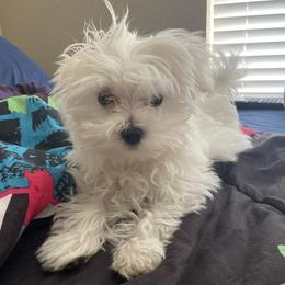 Taz - Maltese