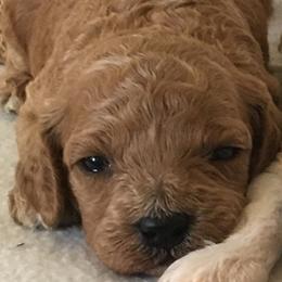 Female 1 - female Cavapoochon puppy in Fredericksburg, Ohio from Timshell Farm Specialty Crossbreed Puppies