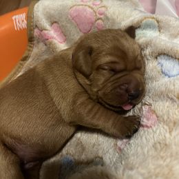Snickerdoodle - Yellow male Labrador Retriever puppy in North Chesterfield, Virginia from Lake Crystal Farms Labradors