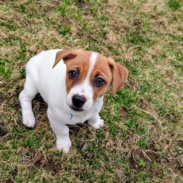 Ollie - White and tan male Russell Terrier puppy in Sandown, New Hampshire from Patch Wood Irish Jacks