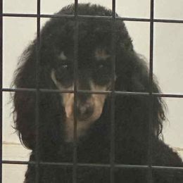 Golden Retrievers from ERSA Acres Golden Retrievers...limited registration only offered