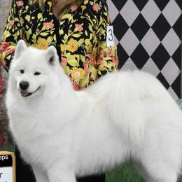 Smitten - Samoyed