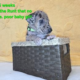 Eleven - Merle female Great Dane puppy in Bay City, Michigan from Monarch Danes