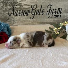 Tubbs - White and red merle male Border Collie puppy in Moody, Texas from Narrow Gate Farm