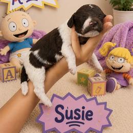 Susie - Parti female Poodle puppy in Spring Hills, Florida from The Olympus Standard Poodle