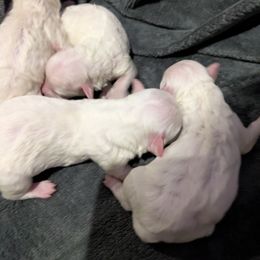 Girl 2 - White female Bichon Frise puppy in Eaton Rapids, Michigan from JMs Bichons