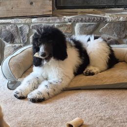 Johnny - Parti Poodle puppy in Osage Beach, Missouri from Pups Are Us