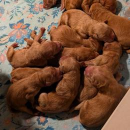Boy 2 - Golden male Golden Retriever puppy in Rockaway Beach, Oregon from Beach Town Bullies/Sky High Golden Retrievers