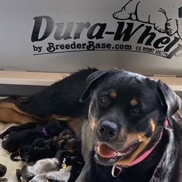 Rottweiler Puppies from Asphodel Rotweilers