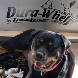 Rottweiler Puppies from Asphodel Rotweilers