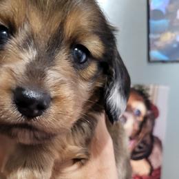 Dachshunds from Love Struck