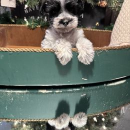 Miniature Schnauzer Puppies from Cali Sun-kissed Schnauzers
