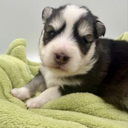 Tetra - Wolf sable female Pomsky puppy in Auburn, Washington from Periwinkle Pomskies