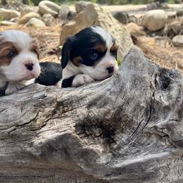 Cavalier King Charles Spaniel puppies from Whispering Pines Cavaliers