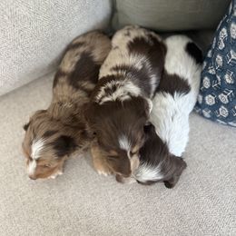 Dachshund Puppies from Southern Pearl Doxies