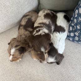 Dachshund Puppies from Southern Pearl Doxies