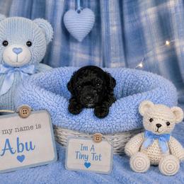 Abu - Black male Shihpoo puppy in Hertford, North Carolina from Heaven Sent Shihpoo's
