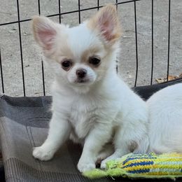 Charlotte (5000 USD) - Cream and white female Chihuahua puppy in Morrisville, North Carolina from Mozzafiato Chihuahuas