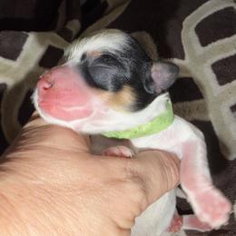 Neo AKC RARE black and rust parti - Parti male Miniature Schnauzer puppy in Dayton, Texas from Von Baron Schnauzers