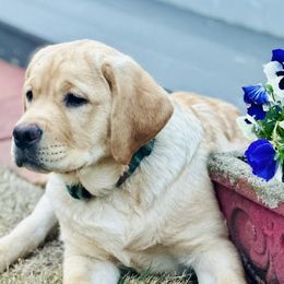 Labrador Retrievers from Ducky Labradors