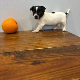 Lola - Black and white female Chihuahua puppy in Berwick, Pennsylvania from Maras puppies