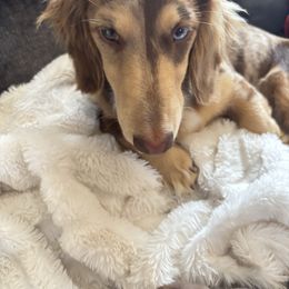 Sissy - Dachshund