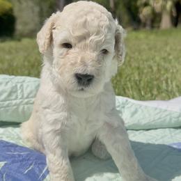 Mr Black Collar (video) - White male Poodle puppy in Screven, Georgia from Dreamland Standard Poodles