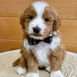 K-Onyx - Red  male Goldendoodle puppy in Lewisville, Texas from Texas Goldendoodle Lovers