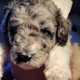 Poodle Puppies from Choco Poodles