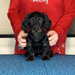 Teddy - Black and tan male Dachshund puppy in Milford, Michigan from Proud Lake Dachshunds