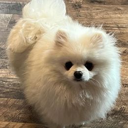 French Bulldogs and Pomeranians from Pomeranian Joy of the Mountains