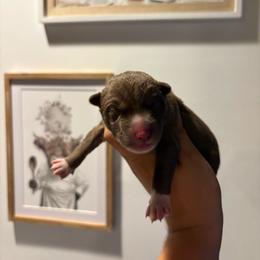 Boy 1 - Red and white male Siberian Husky puppy in Pelham, Alabama from Tails & Belles Dog Breeding