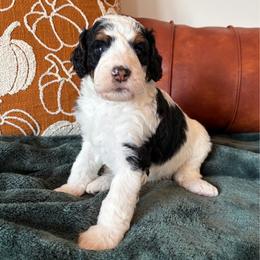 Myers - Tri-color male Bernedoodle puppy in High Point, North Carolina from Kingsfield Doodles