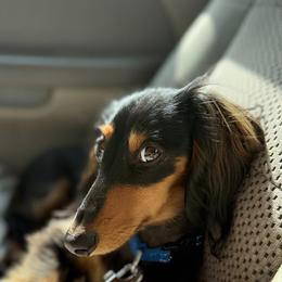 Dachshund All Grown Up from Oakleys Dachshund Haven