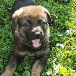 German Shepherds and German Shorthaired Pointers from Wicked Winds SS