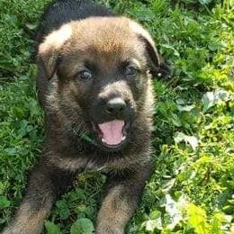 German Shepherds and German Shorthaired Pointers from Wicked Winds SS
