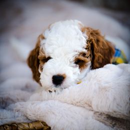 Poodle Puppies from Doodle Puppy Parti