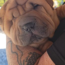 Chinese Shar-Pei Puppies from Sunspire Shar-Pei