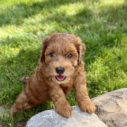Bernedoodle and Whoodle Puppies from Genesis Family Farm
