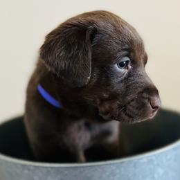 Dilute Retriever and Labrador Retriever Puppies from CKB Labradors