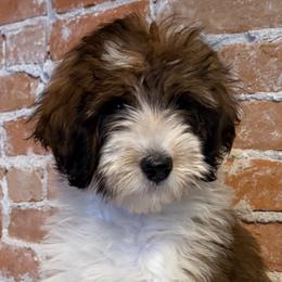 Piper - Brown and white female Bernedoodle puppy in Ogden, Utah from Stanger Farms