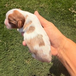 Madeline - Blenheim female Cavalier King Charles Spaniel puppy in Gilbert, Arizona from Cacti Cavaliers
